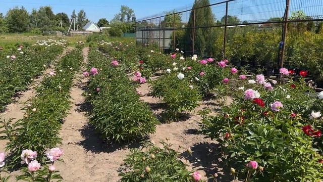 Цветение взрослых пионов в Егорьевском питомник Никитенко Александра смотреть онлайн