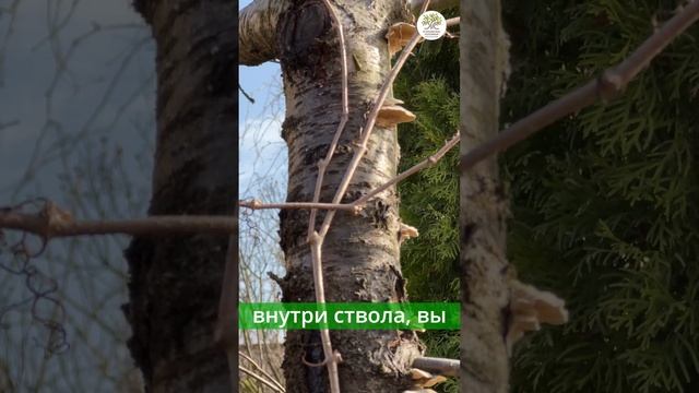 Болезни. Трутовик на дереве #shorts смотреть онлайн