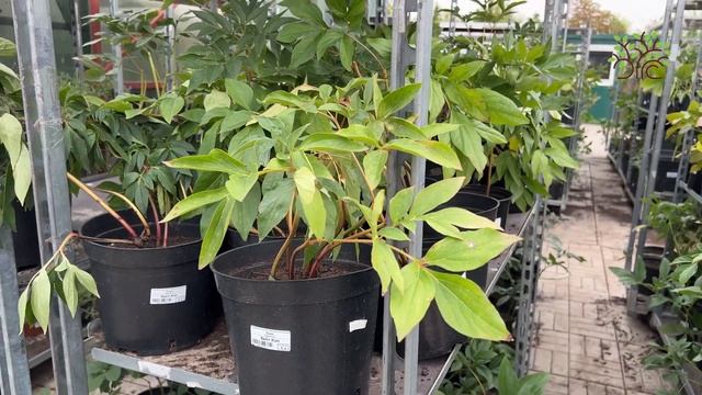 Егорьевский питомник Никитенко Александра. Немного о нас. Обзор Садового центра и полей. смотреть онлайн