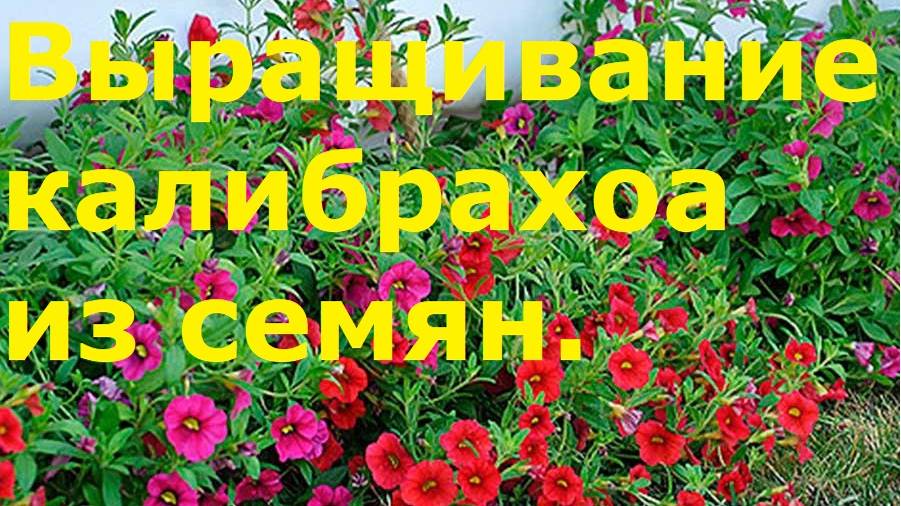 Выращивание калибрахоа из семян. смотреть онлайн