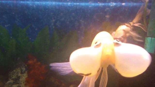 Strange fish - Необычная рыбка смотреть онлайн