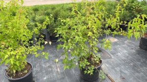 Клен Гиннала (Ginnala). Обзор от Агронома Егорьевского питомника