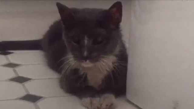 20 лет в подвале! Эта кошечка ждала и хотела быть любимой смотреть онлайн
