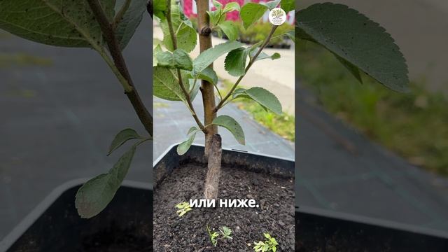Что делать с ветками, которые растут снизу #shorts #дача #сад #огород смотреть онлайн
