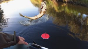 РЫБАЛКА НА КРУЖКИ ЩУКА РВЁТ ЛЕСКУ