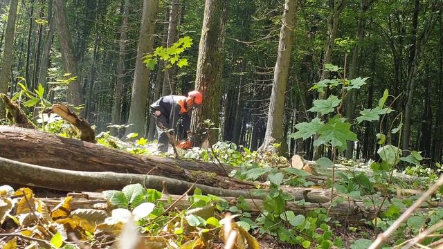 валка осины смотреть онлайн