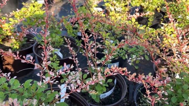 Барбарис тунберга Наташа (Natasza). Обзор смотреть онлайн