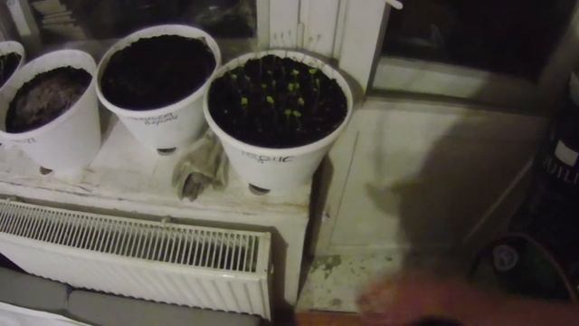 Верми- эксперимент ч.8. Прореживание ростков редиски смотреть онлайн