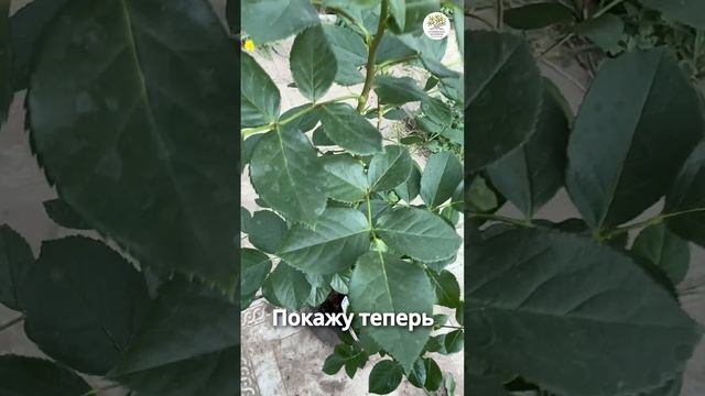 7 листиков на розе - уже шиповник!? #shorts #огород #дача #сад #розы смотреть онлайн