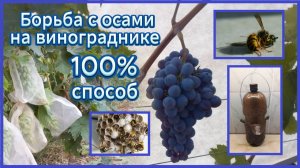 Борьба с осами на винограднике 100% способ #сад #виноград #вредители