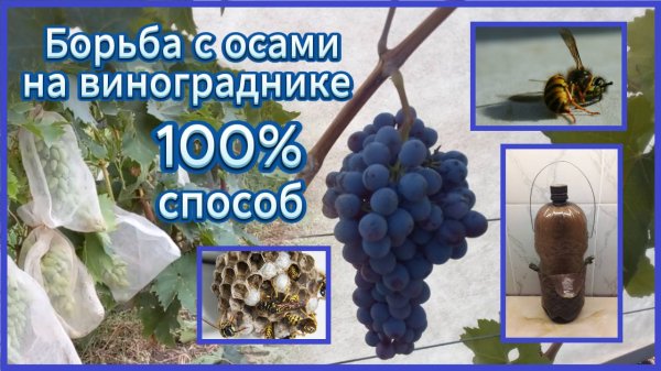 Борьба с осами на винограднике 100% способ #сад #виноград #вредители