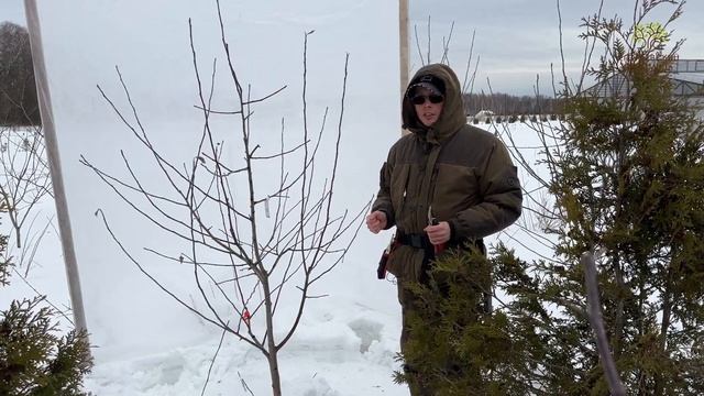 Обрезка молодой яблони агрономом в Егорьевском питомнике Никитенко Александра смотреть онлайн