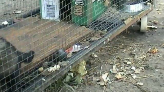 12. Котята - озорники. смотреть онлайн