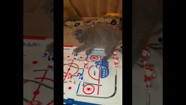 Британец Пушок играет в хоккей смотреть онлайн