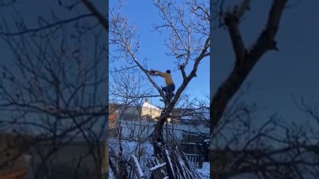 🇺🇦Ріжемо дерево на висоті, без страховки. смотреть онлайн