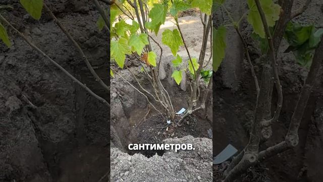 Посадка СМОРОДИНЫ и КРЫЖОВНИКА смотреть онлайн