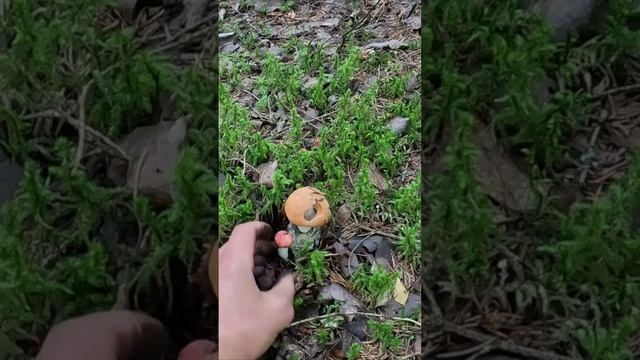 НЕОБЫЧНЫЕ НАХОДКИ! ПОДОСИНОВИК ПРИГРЕЛ СЫРОЕЖКУ. БЕЛЫЙ ГРИБ ЗАГОГУЛИНКА смотреть онлайн