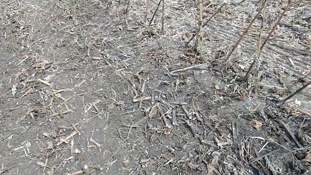 Готовимо поле до посіву (розкидаємо добриво і мульчуємо) смотреть онлайн