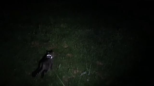 кот ночью смотреть онлайн
