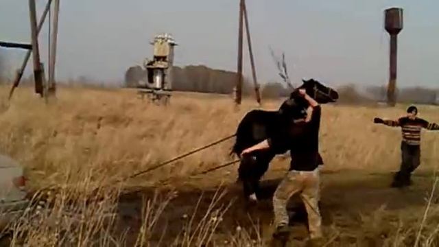 1конь тащит 100 кабыл.mp4 смотреть онлайн