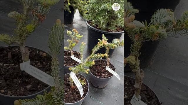 Обновленный ассортимент хвойных в питомнике #shorts #сад #дача #хвойные смотреть онлайн