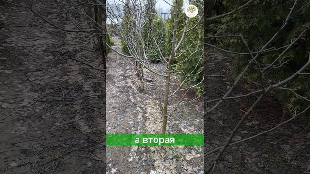 Вторая обработка от болезней сада #shorts смотреть онлайн