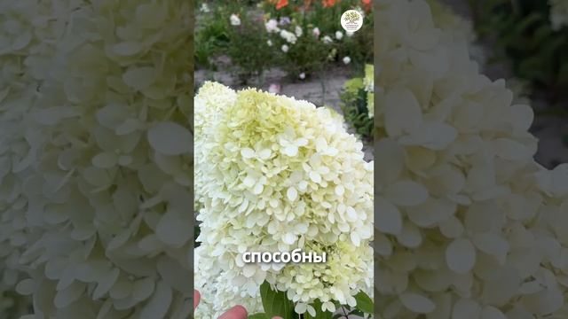 Удобряем азотом. Простым языком об аммонийном от агронома #shorts #огород #дача #сад #азот смотреть онлайн