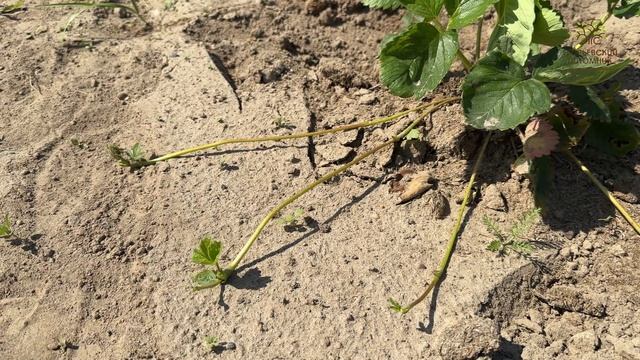 Про саженцы клубники в Егорьевском питомнике Никитенко Александра смотреть онлайн