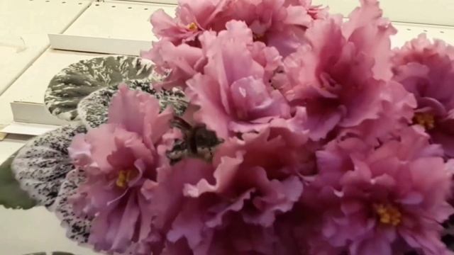 Дом фиалок в Москве Как проехать и увидеть эту красоту ... смотреть онлайн