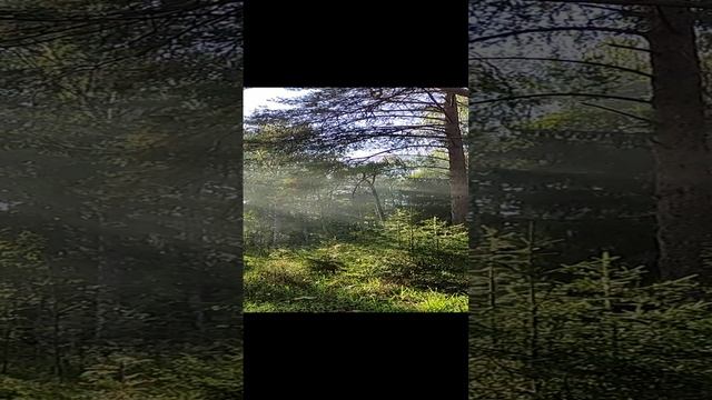 Солнце и осенний туман. смотреть онлайн