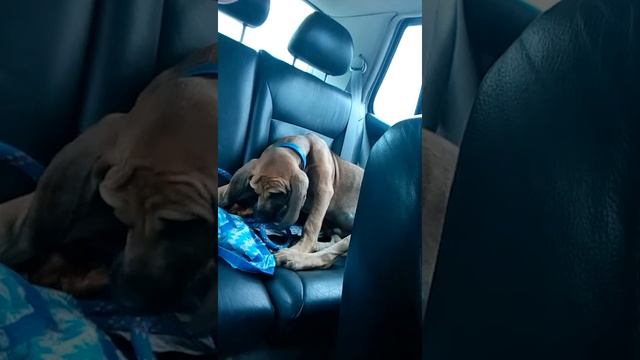 Fila brasileiro. смотреть онлайн