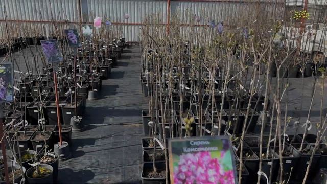 Егорьевский питомник Никитенко Александра открытие в 2023 году смотреть онлайн