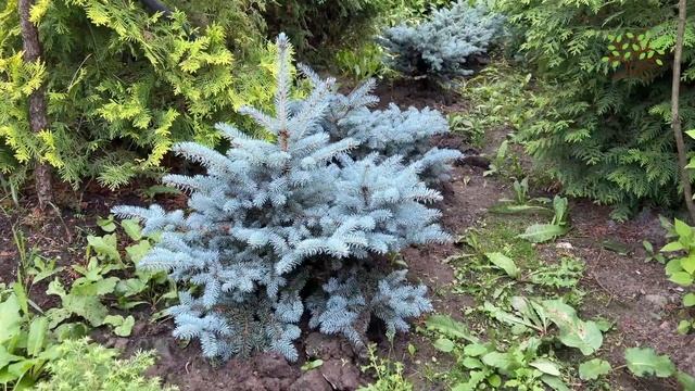 Ель колючая Глаука Глобоза (Glauca Globosa). Обзор смотреть онлайн