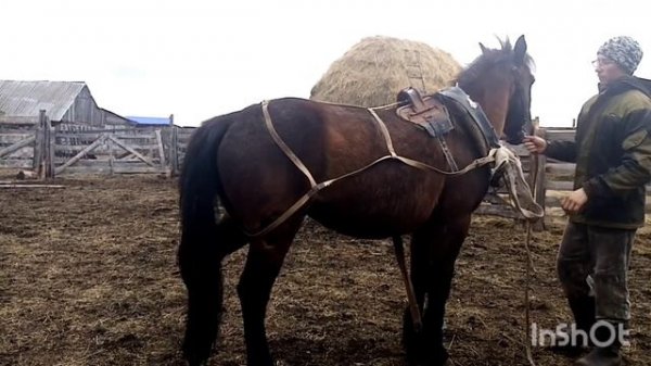 Запрег лошадь, вывожу навоз! #русскаяупряжь, #Лошадьвтренде, #жылкы #сельскийблогер #башкирия,