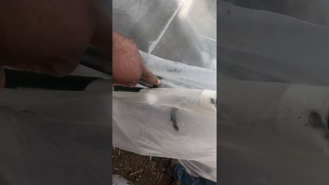 removing snap clamps and winter greenhouse plastic spring 2021 смотреть онлайн