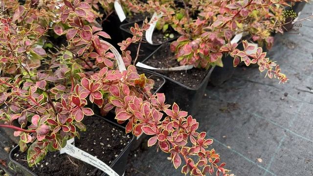 Обновленный ассортимент барбарисов в Егорьевском питомнике Никитенко Александра смотреть онлайн