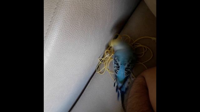 Muhabbet Kuşu | İple Şaka Olmaz | Korku Dolu 10 Saniye | Budgie | Budgerigar смотреть онлайн