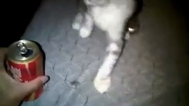 Kitten vs Coke смотреть онлайн