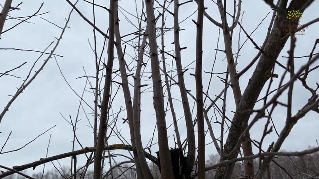 Как не стоит обрезать деревья. Советы агронома Егорьевского питомника Никитенко Александра смотреть онлайн