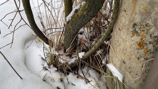 Обзор лианы Древогубец от Егорьевского питомника Никитенко Александра смотреть онлайн