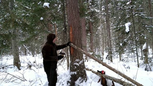 Кулемка на соболя из скобы смотреть онлайн