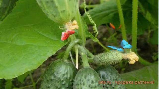 Огурец обыкновенный Тонус 🌿 обыкновенный огурец Тонус обзор: как сажать, семена огурца Тонус смотреть онлайн