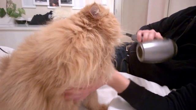 Crazy blow drying cat , Katze liebt Fön **Buddy unser Garfield ** cat likes hairdryer Part II. смотреть онлайн