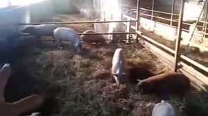 Содержание свиней  Глубокая подстилка