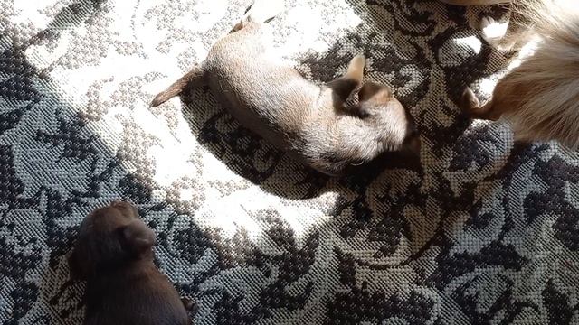 Принимают солнечные ванны ☀️👍🐾❤️🐾#chihuahua#щенкичихуахуа#chihuaminidog смотреть онлайн