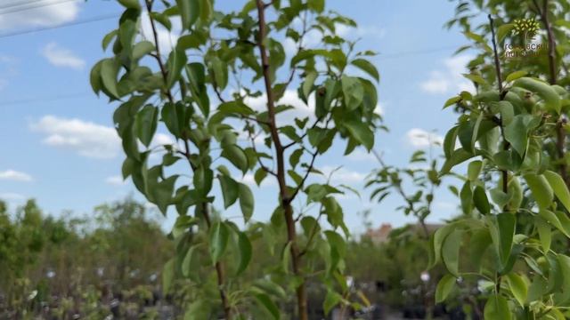 Плодоносящая груша Дерево-сад смотреть онлайн