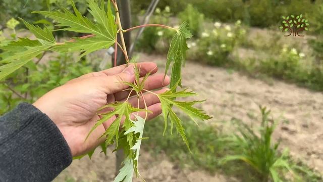 Клен сахаристый Лациниатум Виери (Laciniatum Wieri). Обзор от агронома питомника смотреть онлайн