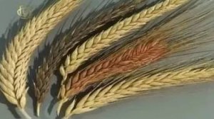 Гибридизация в селекции растений