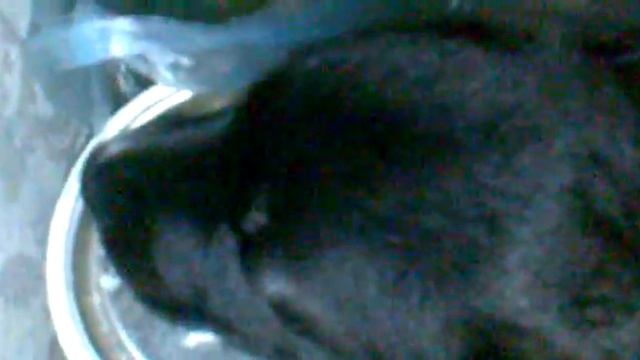 Спящий щенок смотреть онлайн