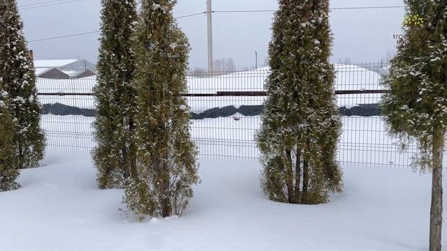 Егорьевский питомник Никитенко Александра. Восстановление растений смотреть онлайн